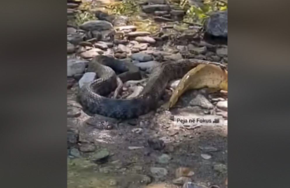 Momenti kur gjarpri e kapë peshkun në lumin e Pejës (VIDEO)