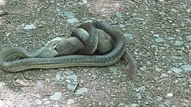 Gjarpëri gjigant në Parkun e Gërmisë e gëlltet komplet ketrin
