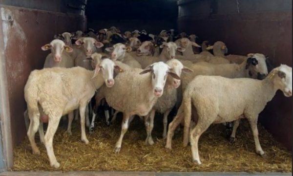 Policia e Kosovës konfiskon 57 dele e 6 lopë “pa letra”