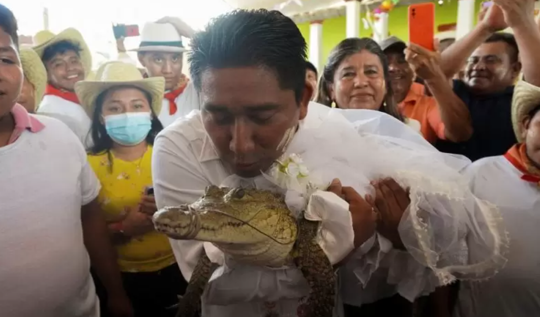 E PABESUESHME! Kryebashkiaku martohet me krokodilin, në dasmë merr pjesë krejt qyteti