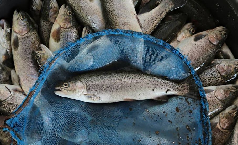 Ngordhin 3 mijë kg peshq në një restorant në Vërmicë