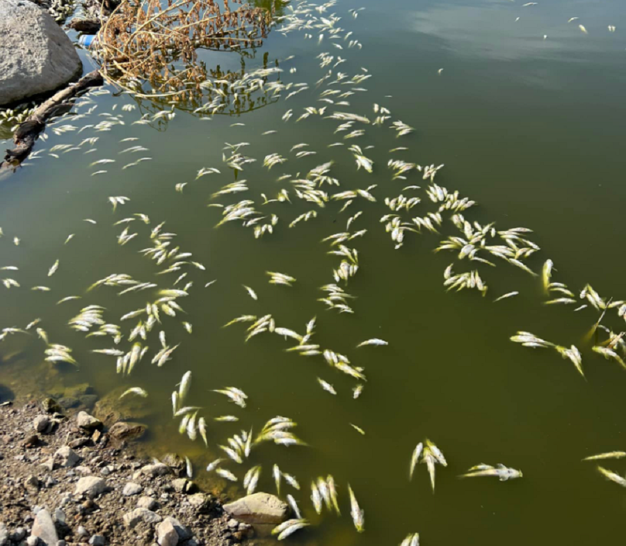Mungesa e reshjeve: Ngordhje masive të peshqve në “Lumin e Shtrembër” në Kamenicë