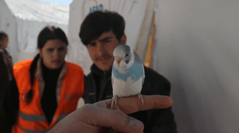 Një zog shpëtoi një familje të tërë nga tërmeti në Turqi – lëshonte zëra të çuditshëm para se të ndodhnin lëkundjet