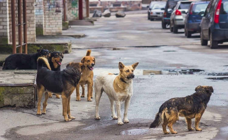 Rast i rëndë në Podujevë, qeni sulmon fëmijët në shkollë, gjashtë nxënës përfundojnë në spital