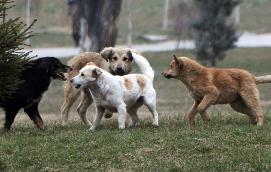Një grua shtatzënë sulmohet nga qentë endacakë në Prishtinë