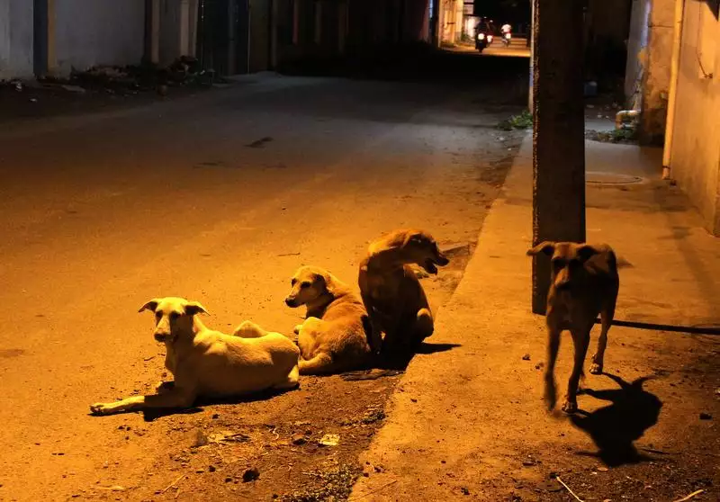 Punëtorja e QKMF-së në Gjakovë sulmohet nga qentë endacakë, publikon pamjet e rënda