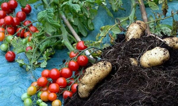 Kosovarët përtacë, importojnë edhe patate e domate – veç vitin e kaluar 18 milionë euro